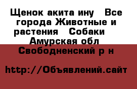 Щенок акита ину - Все города Животные и растения » Собаки   . Амурская обл.,Свободненский р-н